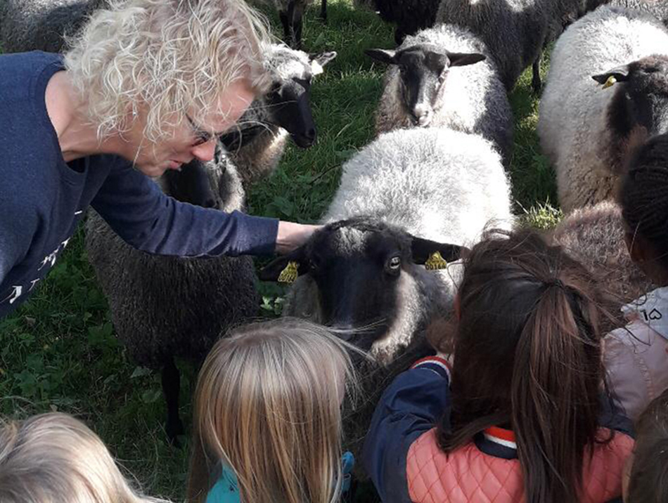 Utflykt till en bondgård. Får och lamm